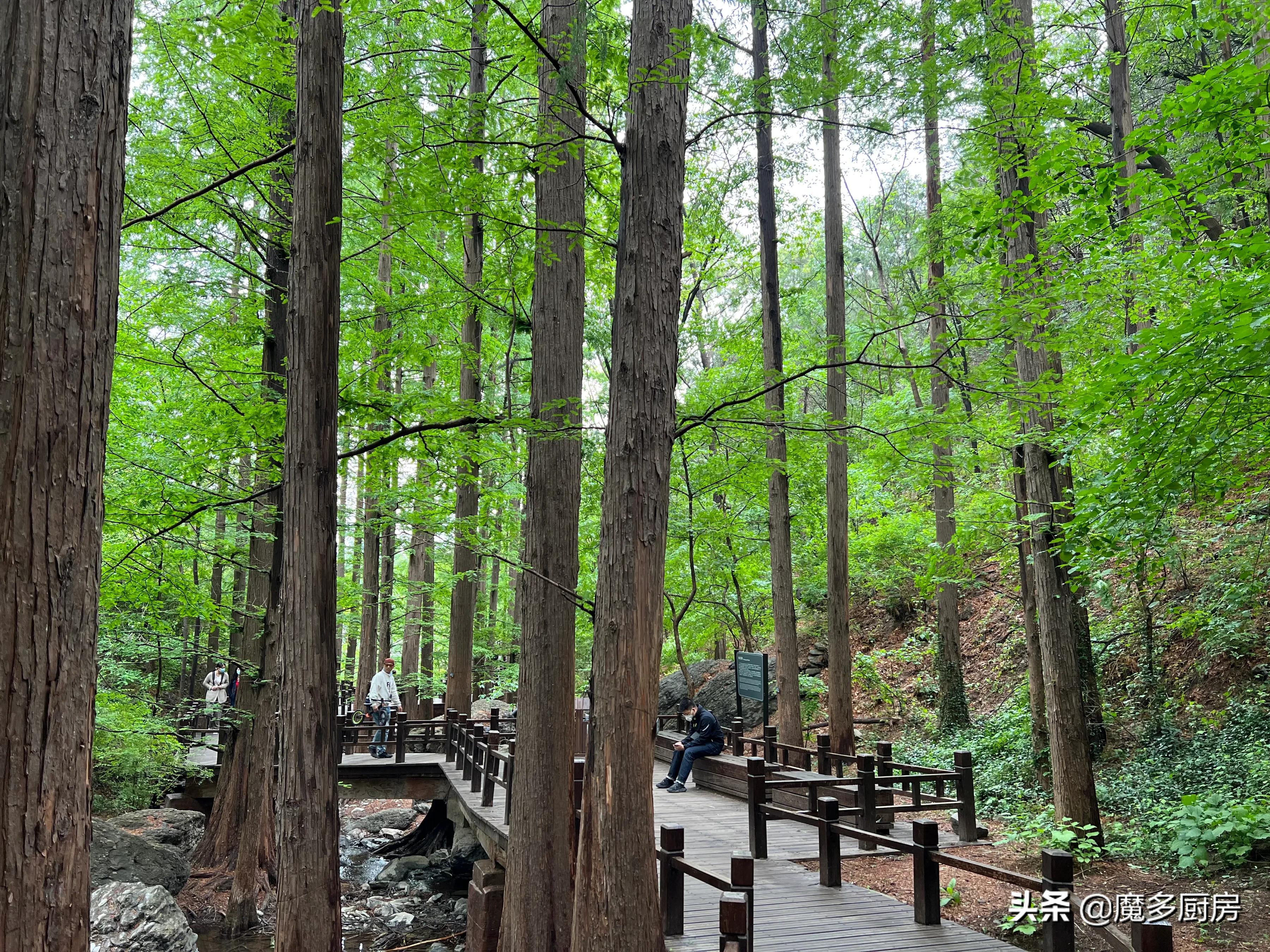 北京香山植物園戶外記錄，帶孩子們雨中山野徒步，感受自然樂趣