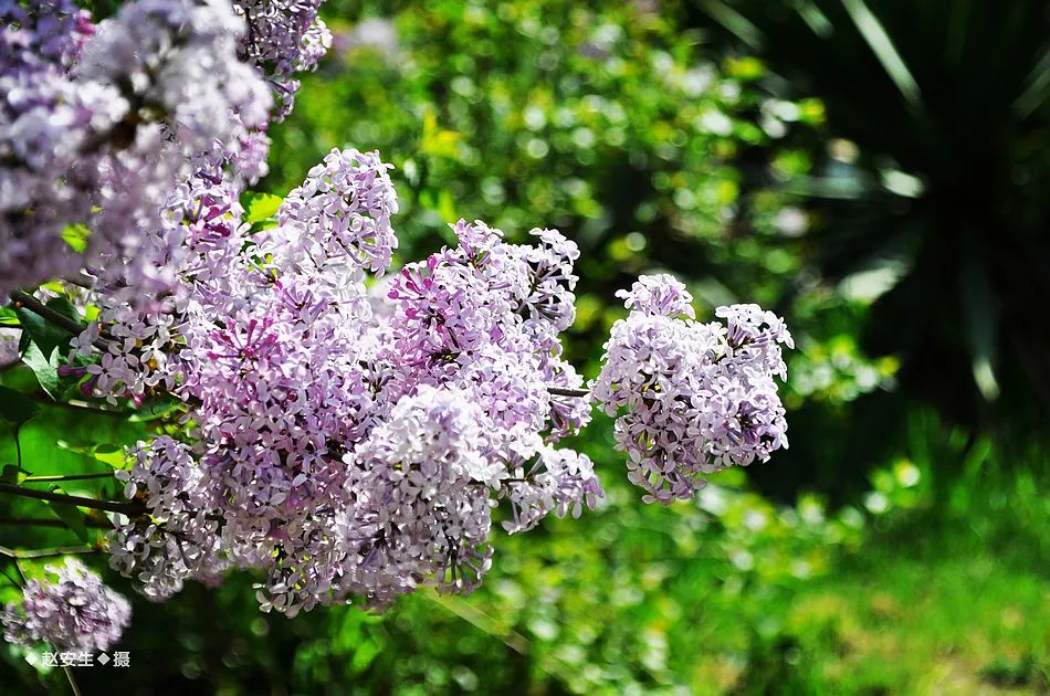 疫情挡不住春天的脚步，小编带你去看古城秦州的春暖花开