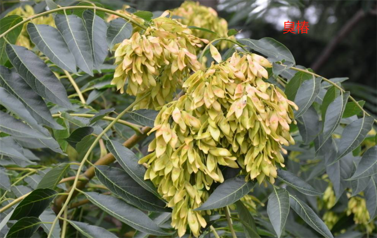 香椿芽怎么分辨是香椿还是臭椿 臭椿芽和香椿芽的区别