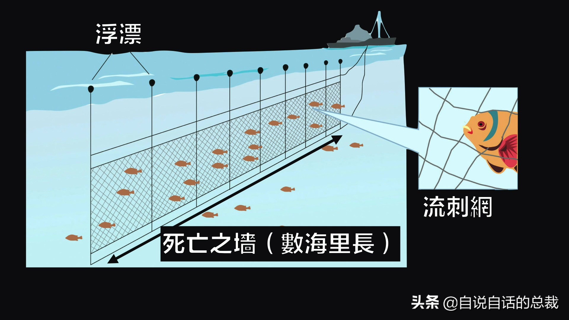 黄花鱼内脏解剖图图片