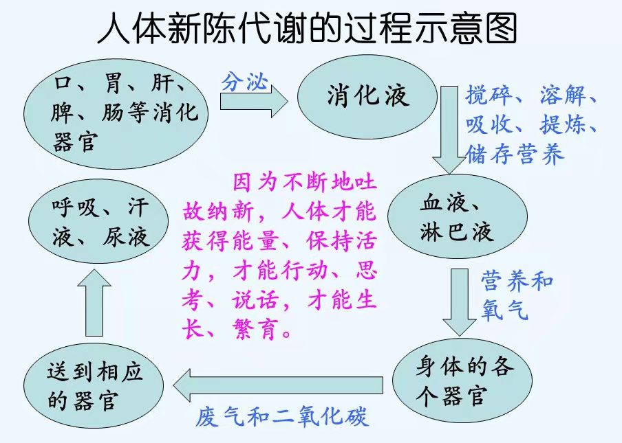 生命活动的基本特征是（食物的产能营养素及能量单位）