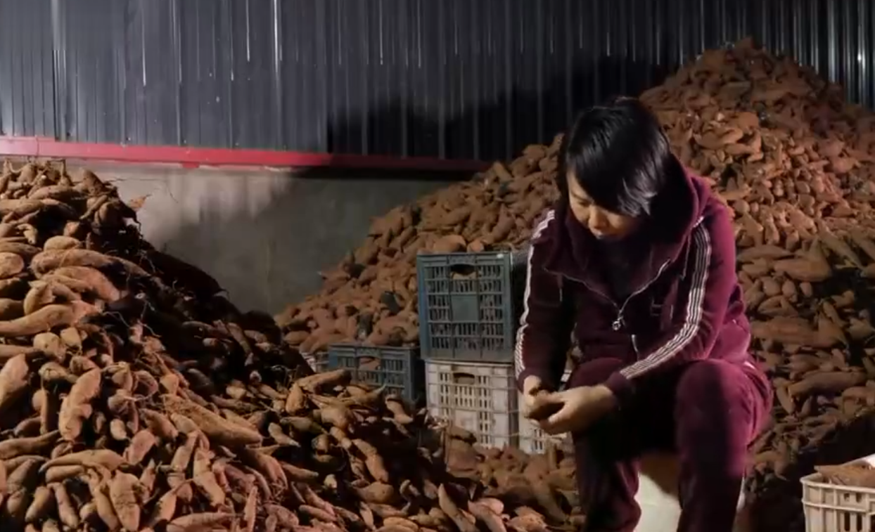2013年，农村妇女放弃高薪工作，回老家种红薯，年收入2000多万