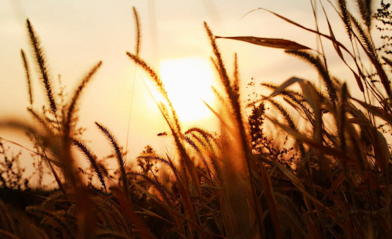 我们越来越爱回忆了,十二首忆旧的诗词,怀念曾经的美好