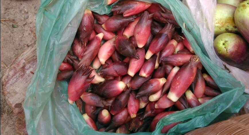 夏季摘野菜，送你61种野菜大图鉴，让你轻松认识各种野菜和吃法