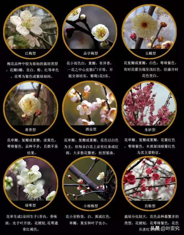 中国十大名花,您都知道吗?