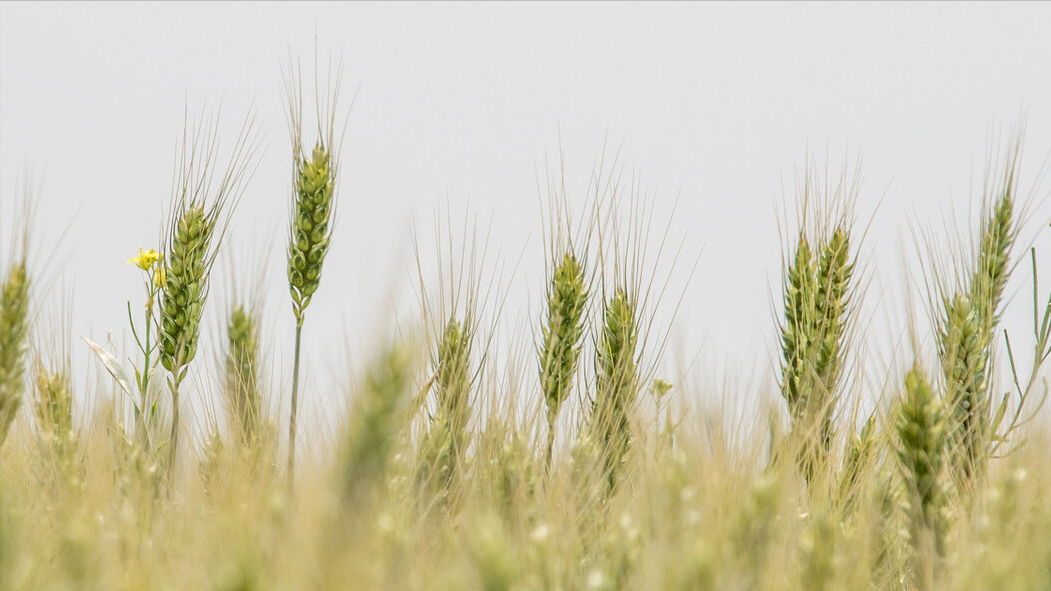 做一手强麦期货需要的保证金和手续费各是多少？