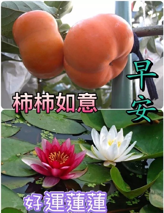 清早问候朋友早上好暖心祝福语句子 愿你事事顺心，快乐相随图片