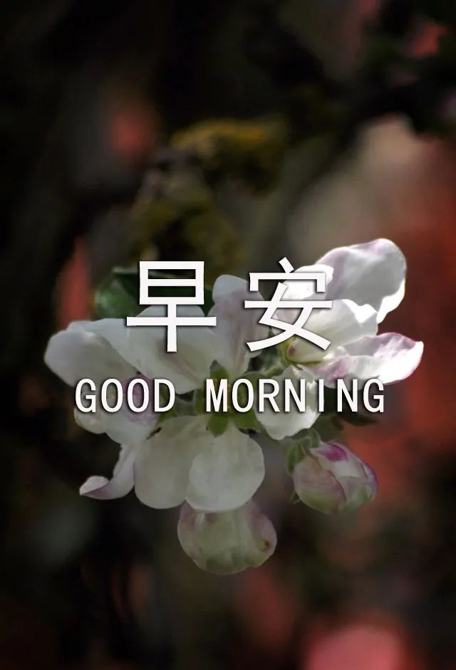 新版早上好动态祝福图片 最新早上好带字祝福图片 愿你每日笑颜开图片