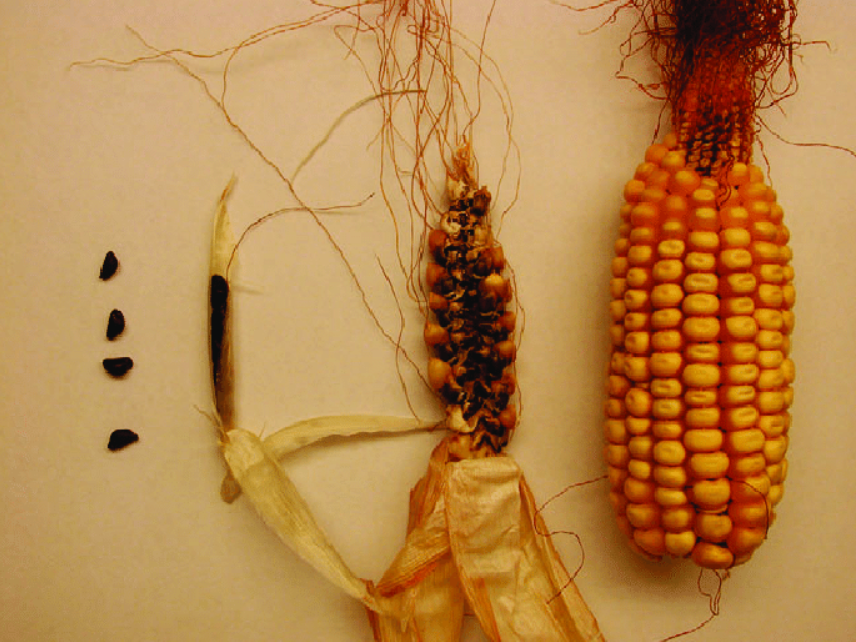 10000年以前的玉米,还只是一棵平凡的野生杂草,它经历了什么?