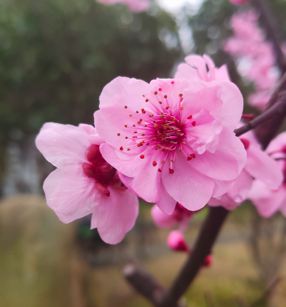 你出生在几月，你的“守护花神”就是对应花，赶紧来看看