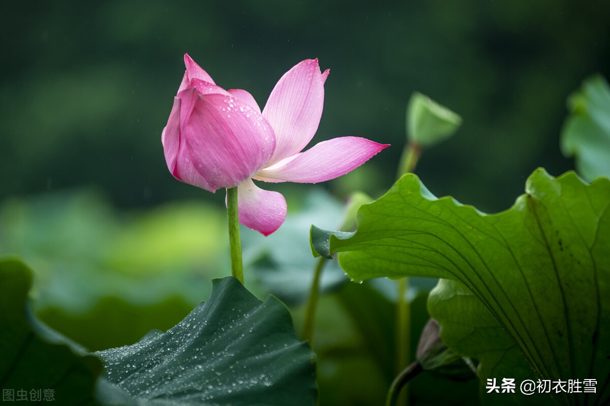 仲夏清新早荷美诗五首：一花一叶自相连，待得花开叶已圆