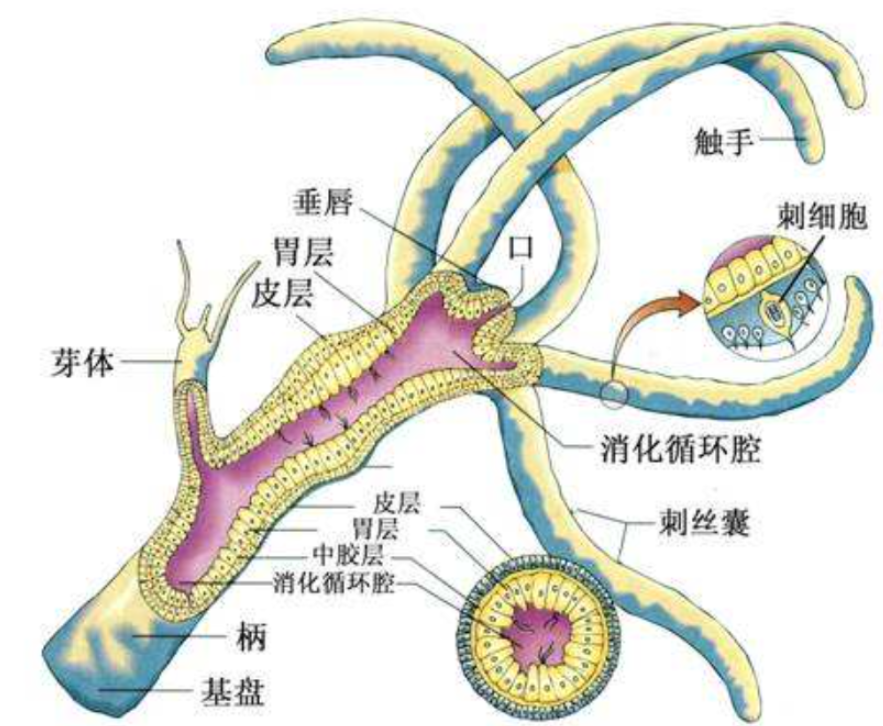 ��������ձ�ѡ�����˥�ϣ��������������⾿����Ϊʲô��