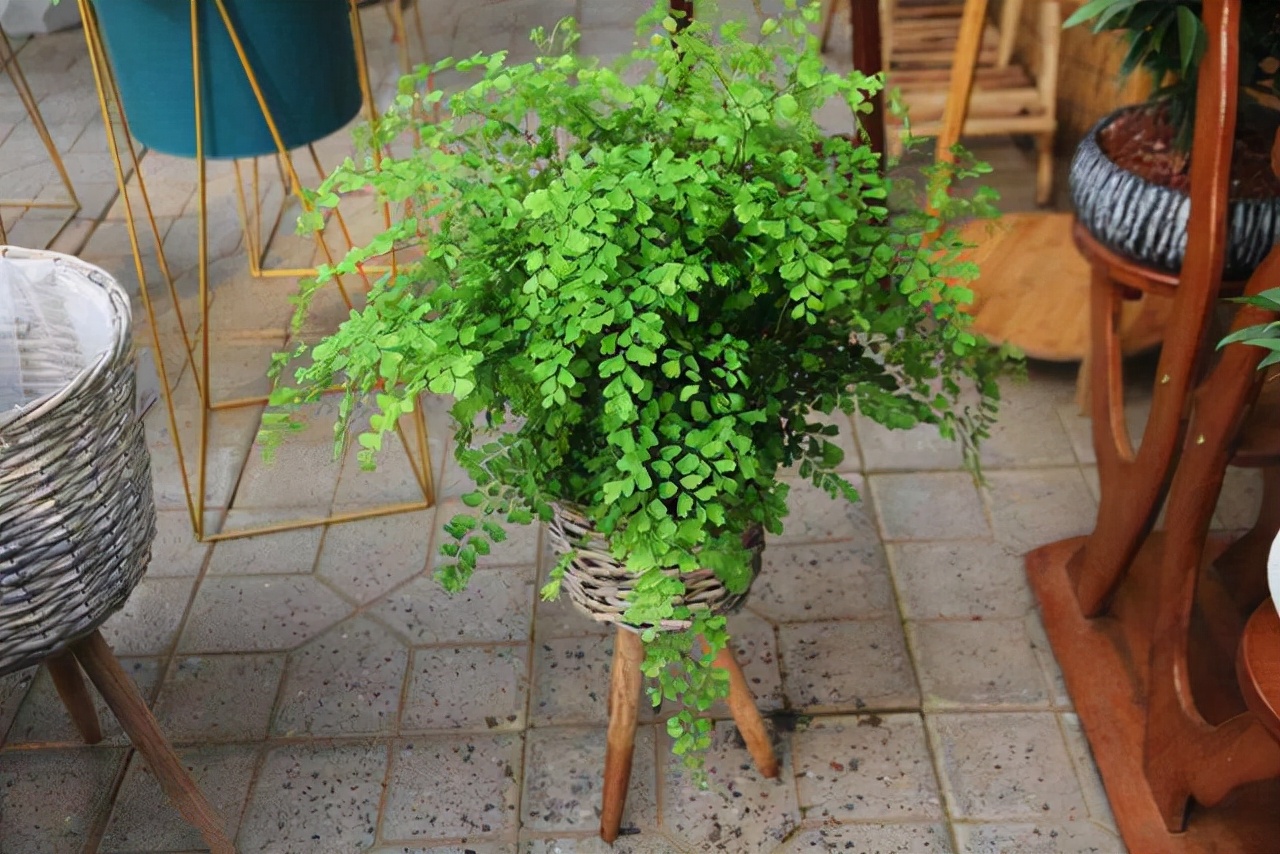 20種常見花卉綠植的習性分享，在家居環(huán)境中，也能把它們養(yǎng)出彩