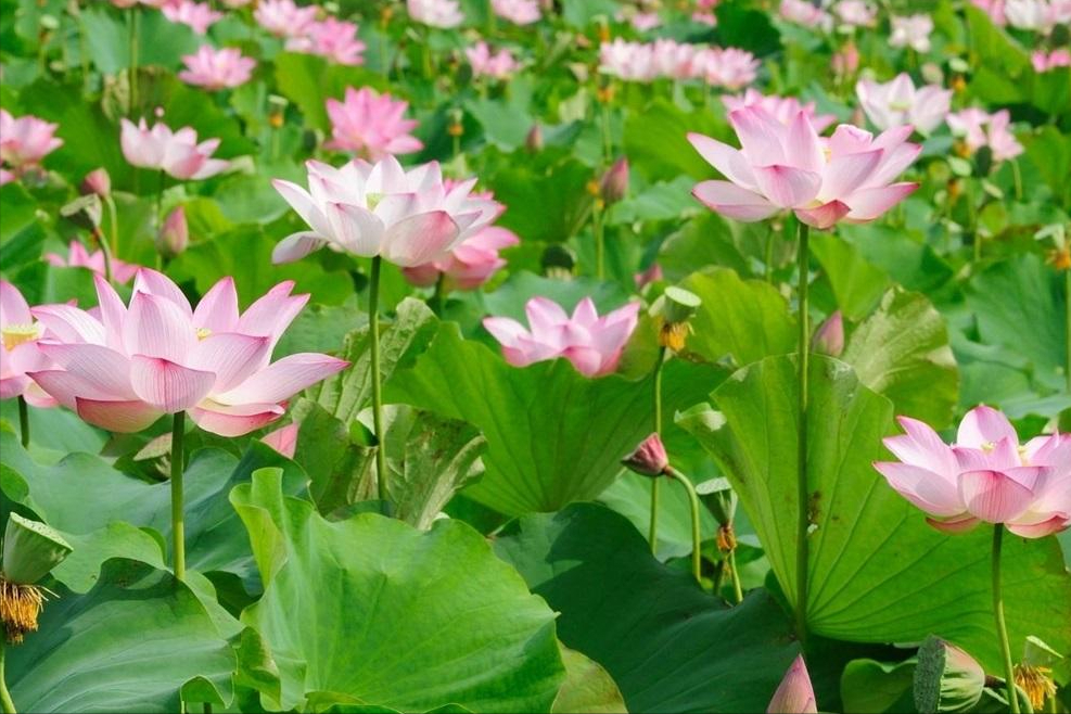 30首唯美荷花诗词，让诗意的荷花给你带来夏日的美好