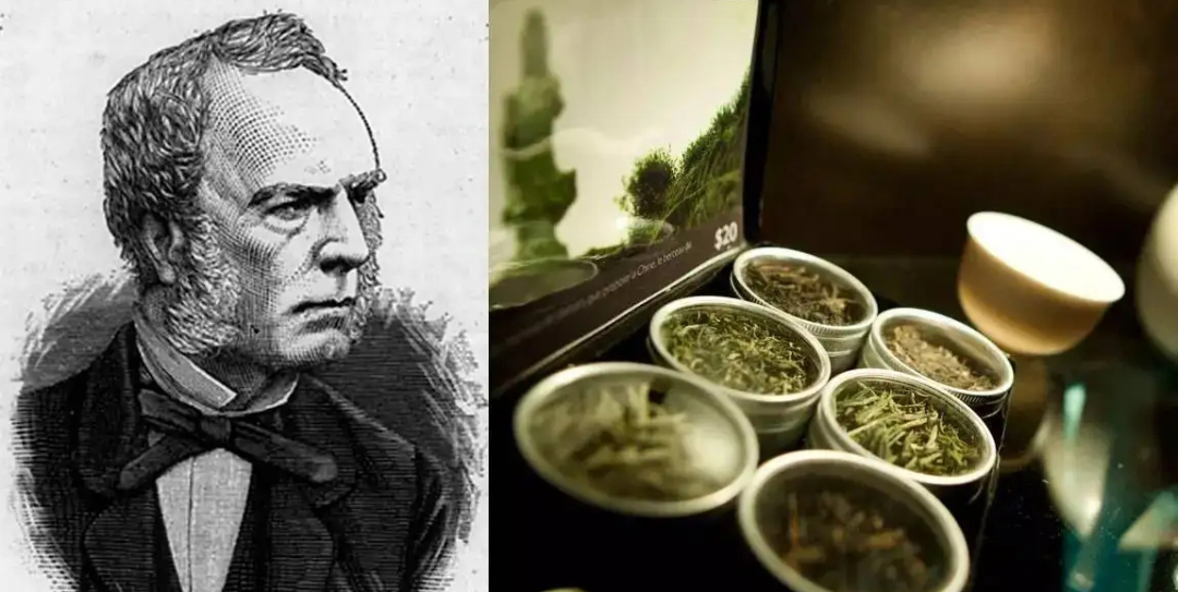 开黄花的植物名称大全（这6种小黄花谁才是真正的迎春）