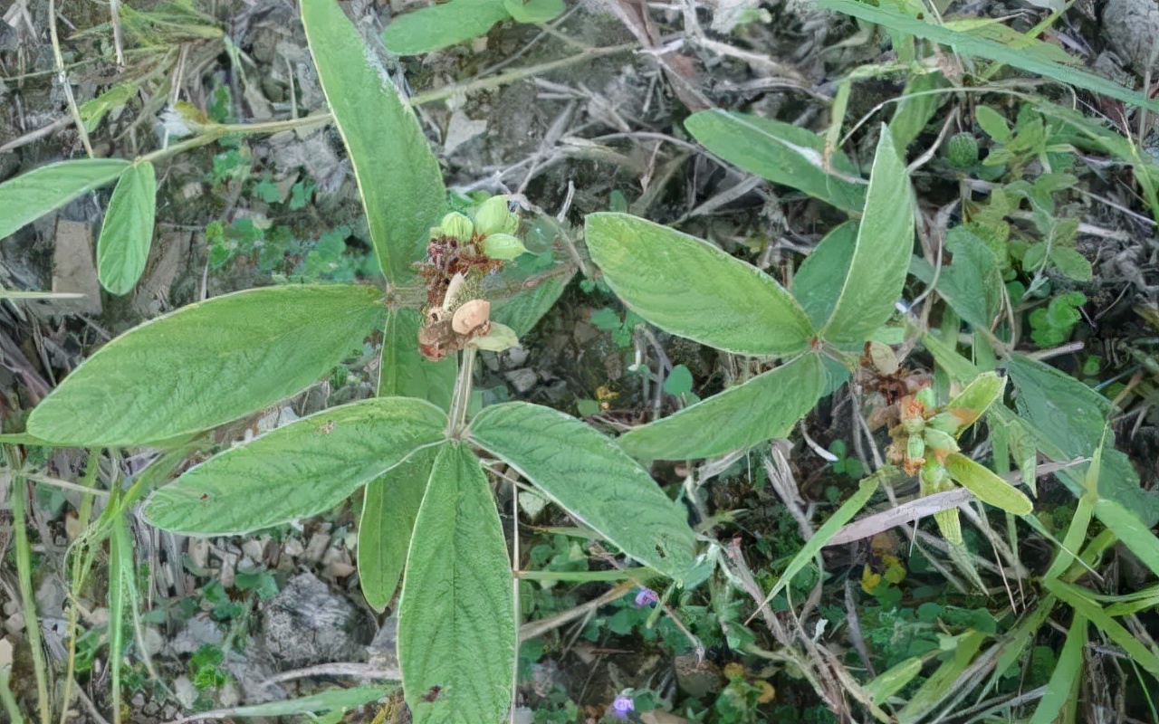 千斤拔的功效与作用以及禁忌,如何种植千斤拔?