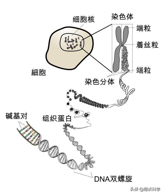 印度山羊产下“人脸”幼崽，是不祥之兆？还是人类种下的果？