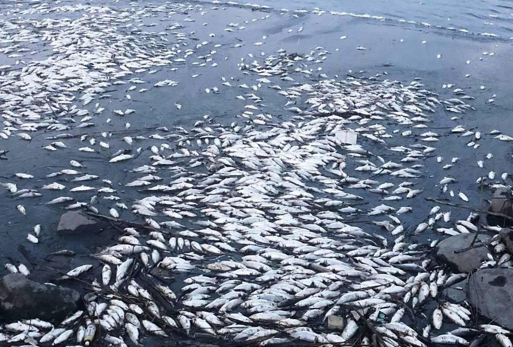 法国海域出现10万条死鱼，漂在海面上像一张地毯！到底怎么回事？
