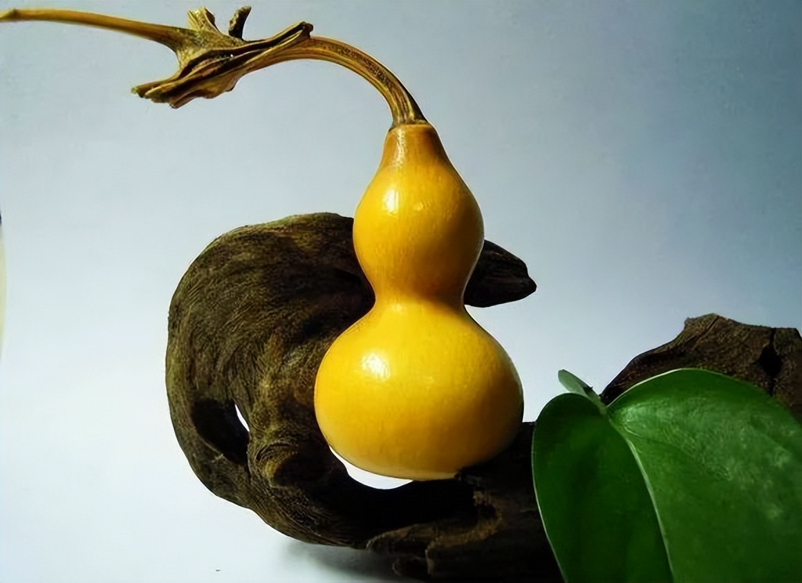 价值数十万的葫芦,长什么样?