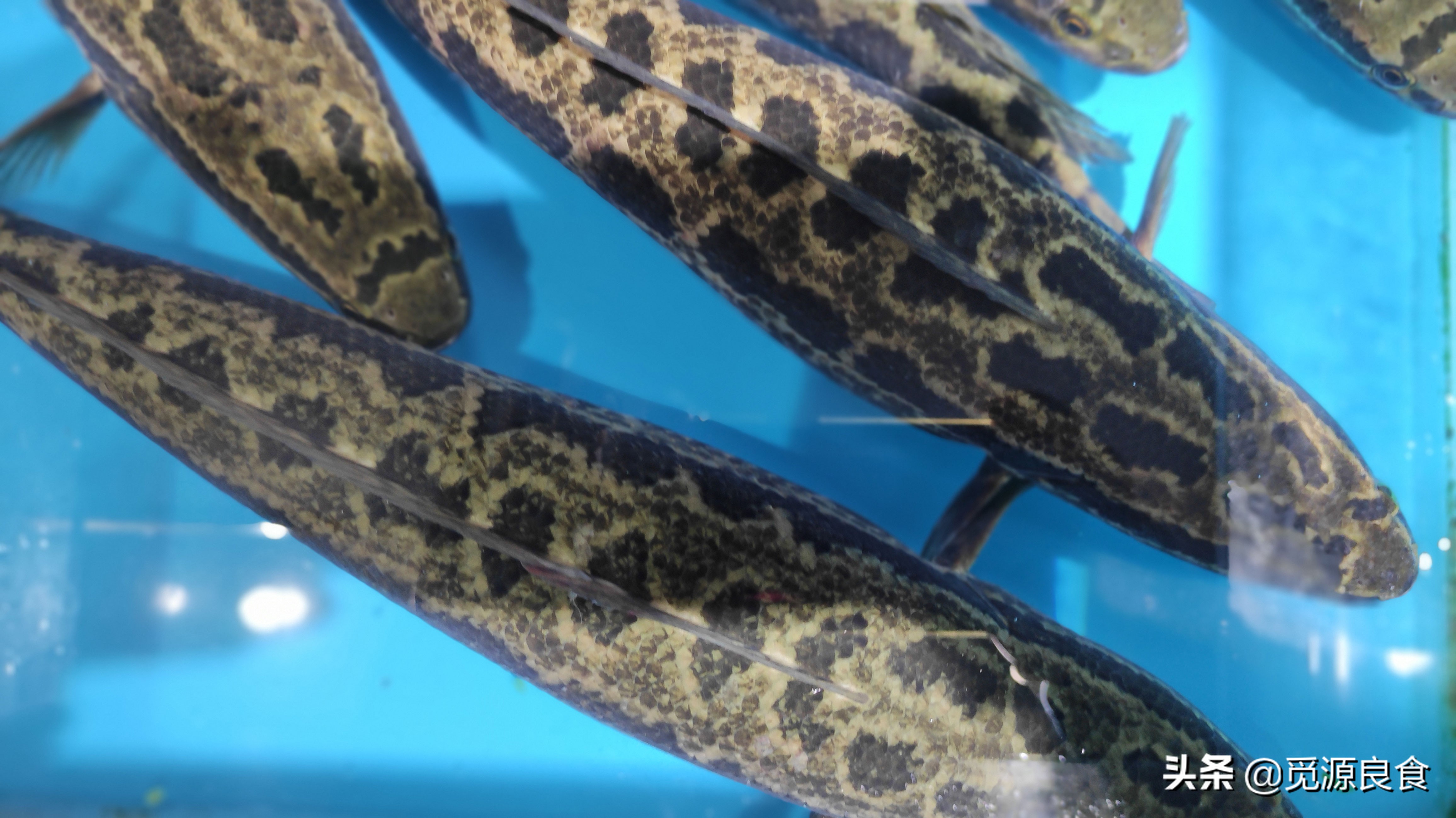 黑鱼鲈鱼,选"肚子大或肚子小,身材精瘦或肥大",口感差别很大