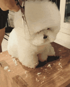 比熊犬好养吗？看看它的优缺点，就知道答案了