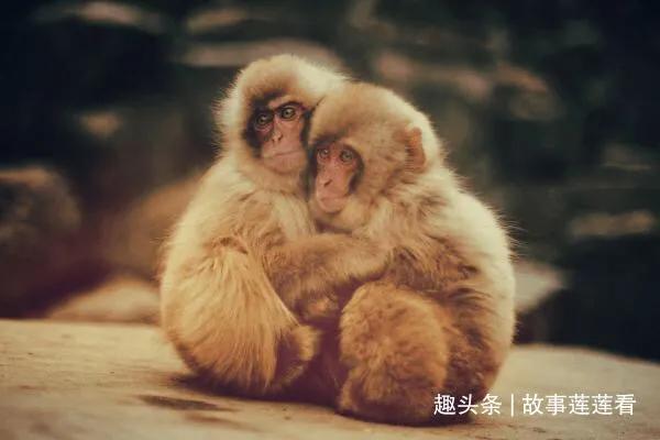 元旦-2月14日,猴子,蛇和鼠的财富策略,快乐的事件和梦想成真