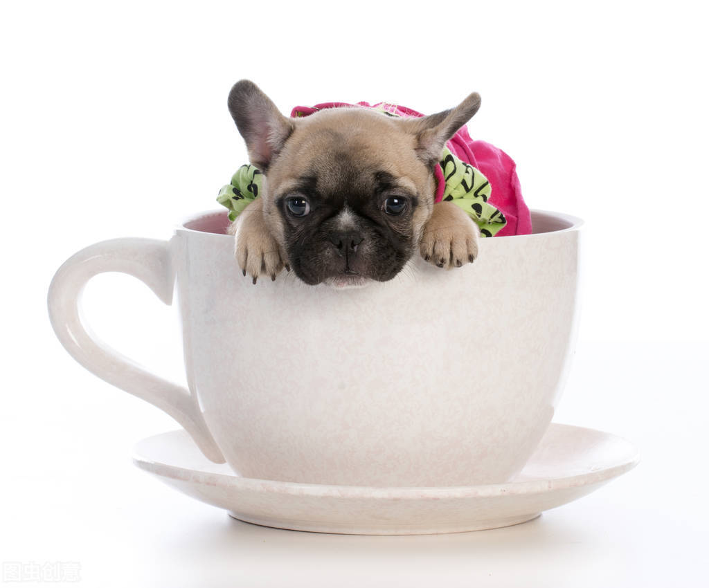 茶杯犬天生就有“缺陷”，你看茶杯犬很萌，其实是一场悲剧…