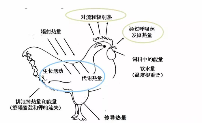 為啥夏季蛋雞腹瀉過料等腸道疾病反復(fù)不斷？一組簡圖帶您看明白