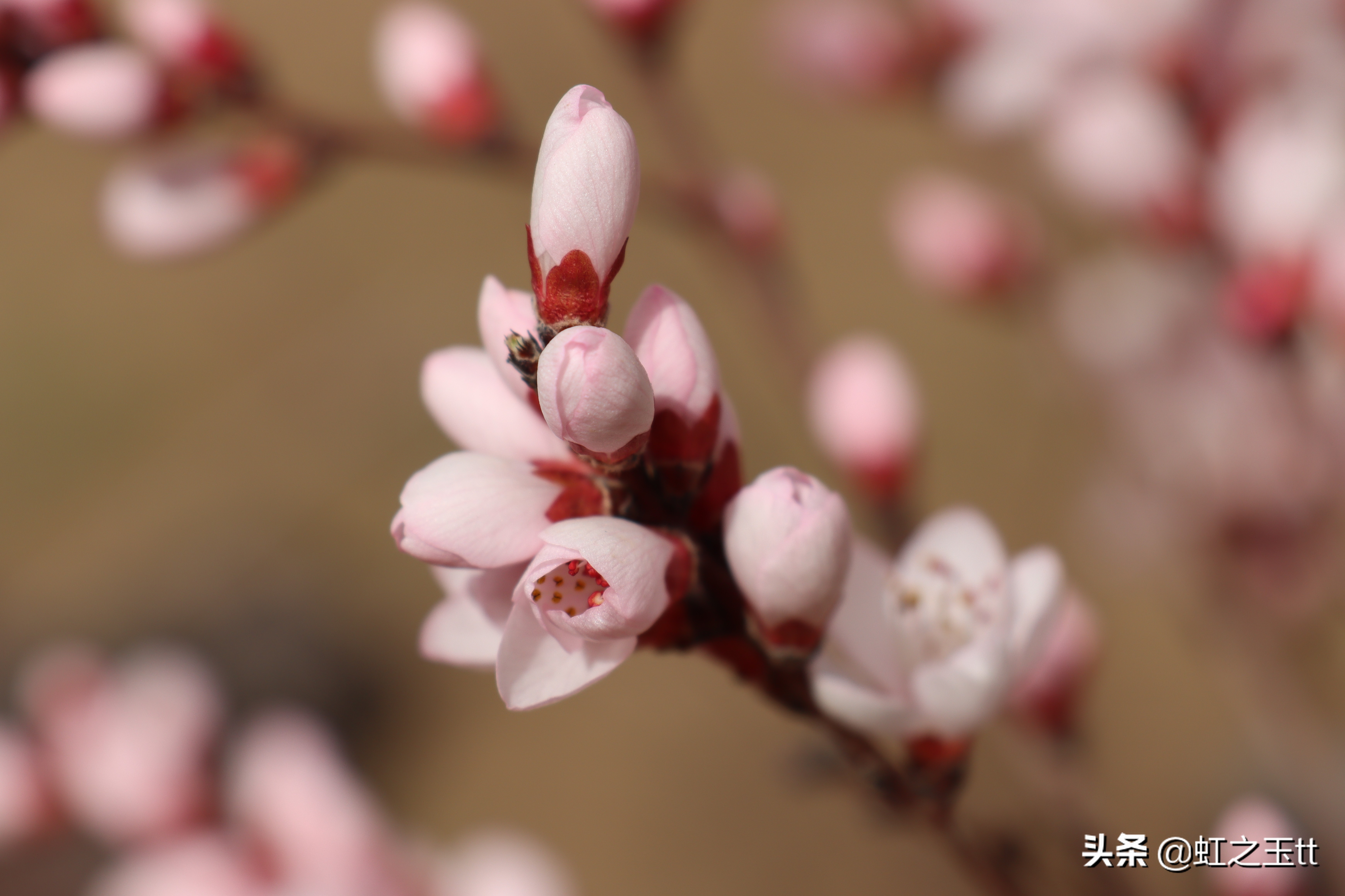 北京早春最美丽的花——山桃花