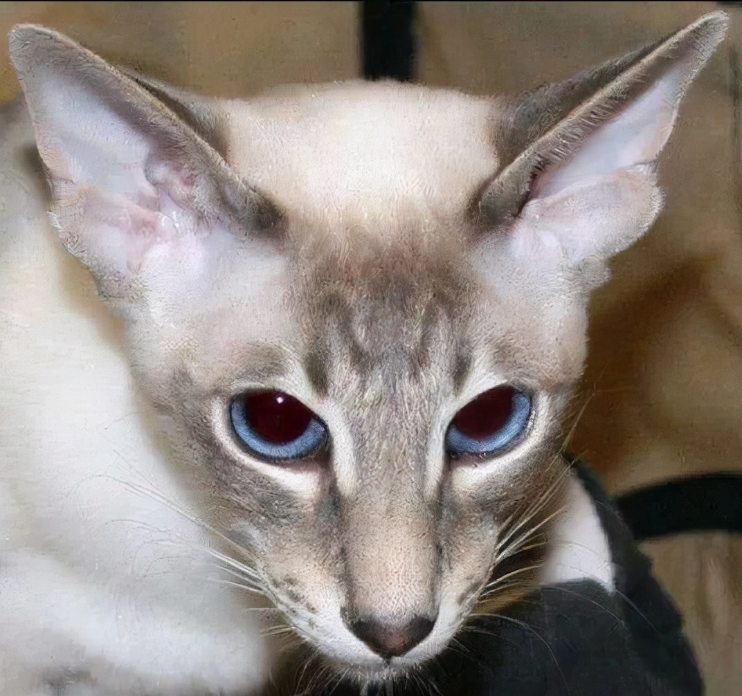 这5种猫,是猫界的智商"扛把子",有你家的吗?