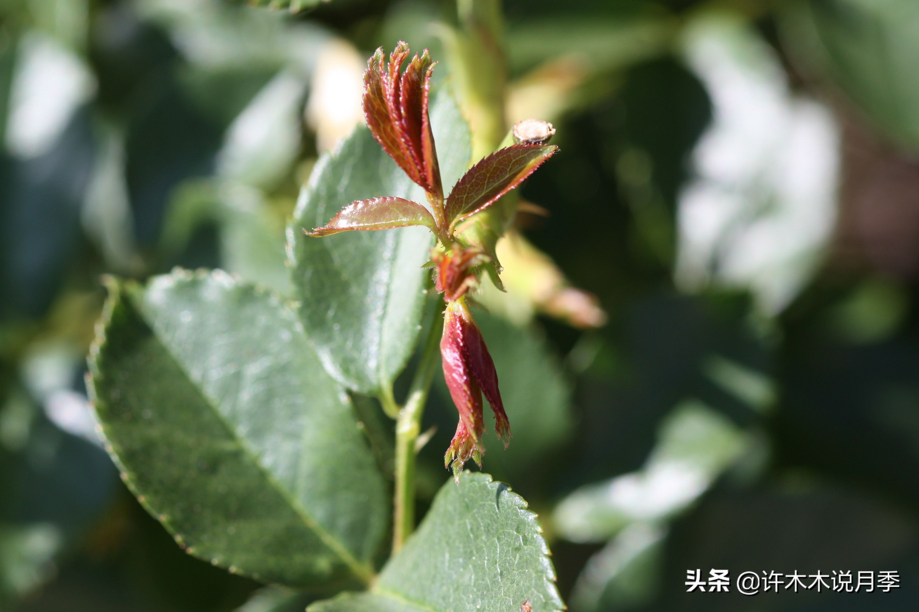 月季盲枝盲芽图解（1分钟识别月季盲芽及养殖方法技巧）