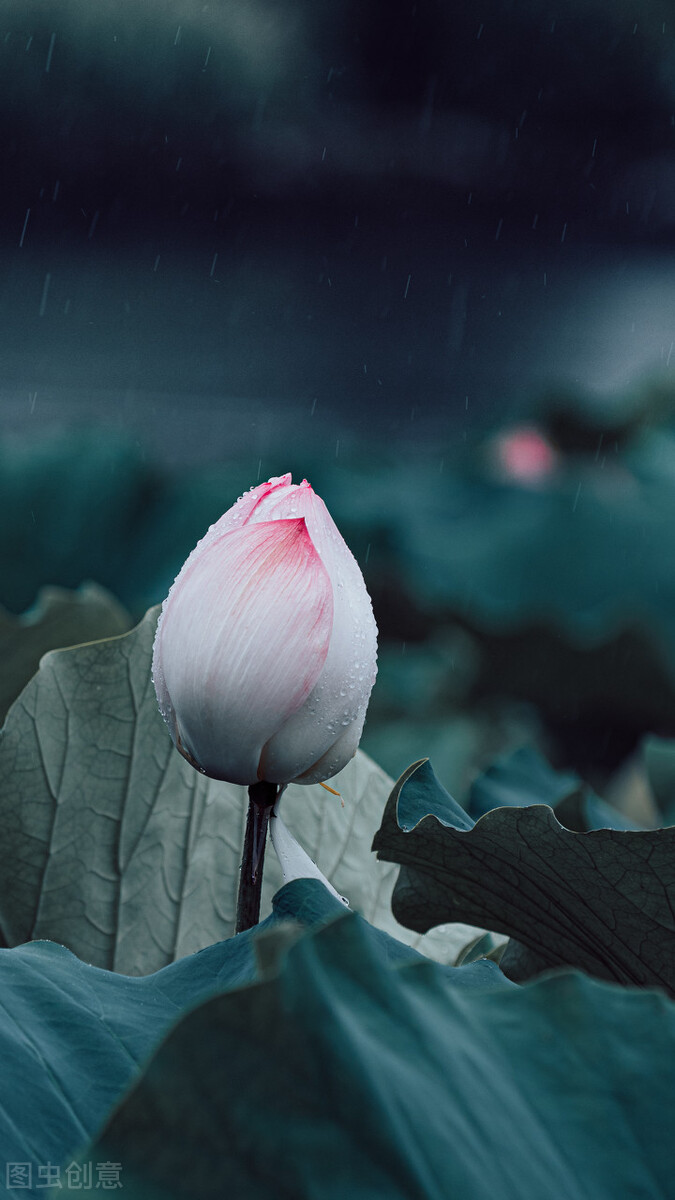 禅意静心唯美意境,古风仙仙荷韵写意之美