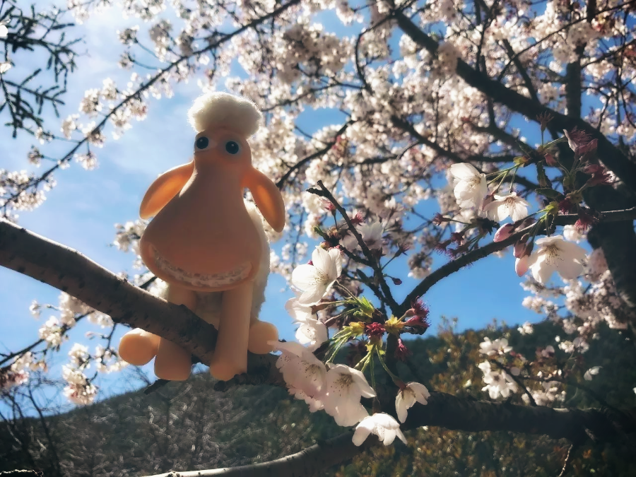 春眠不觉晓 | 户外·登高·赏花，不负好春光，不负好睡眠