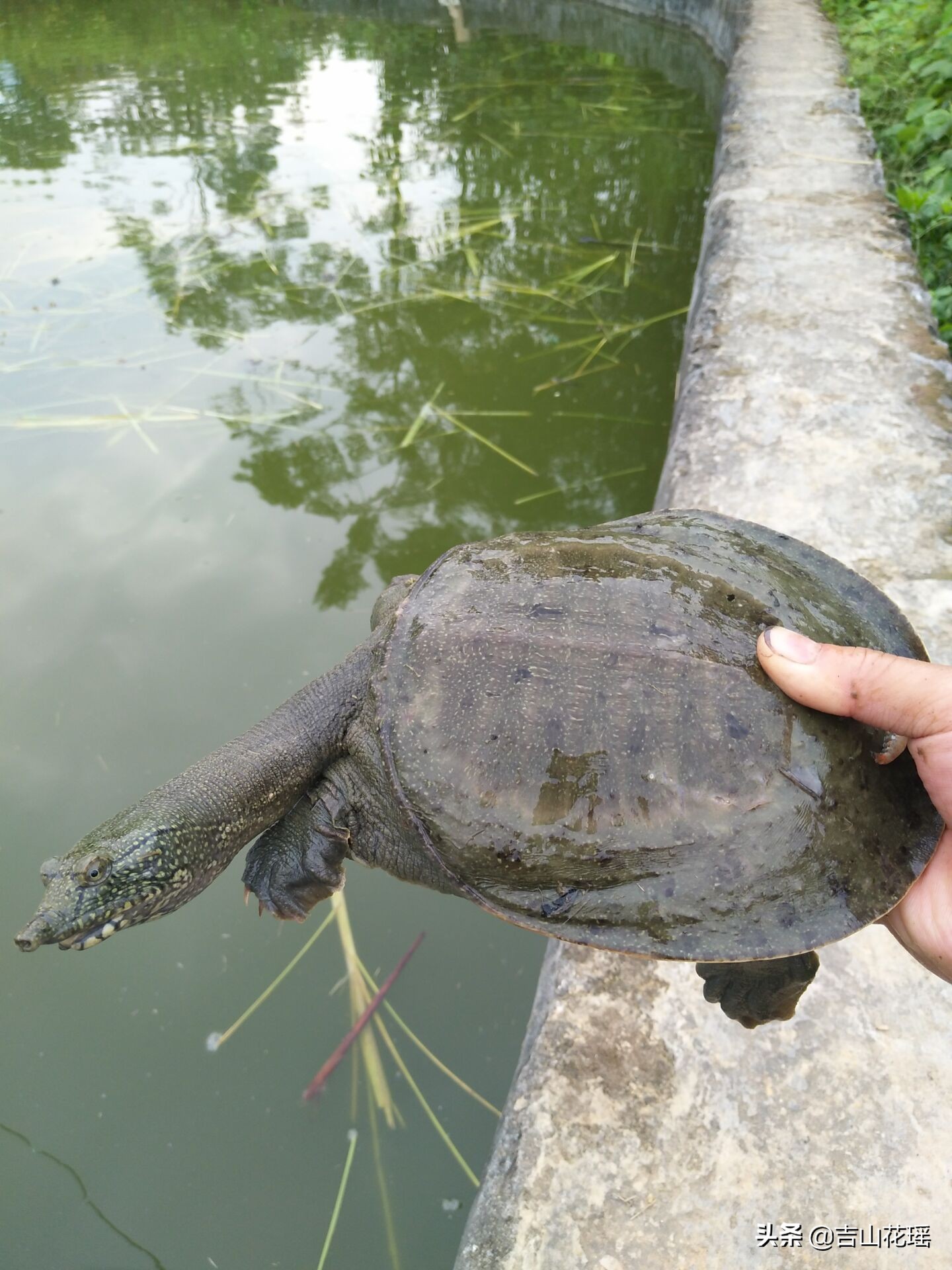 水鱼养殖,