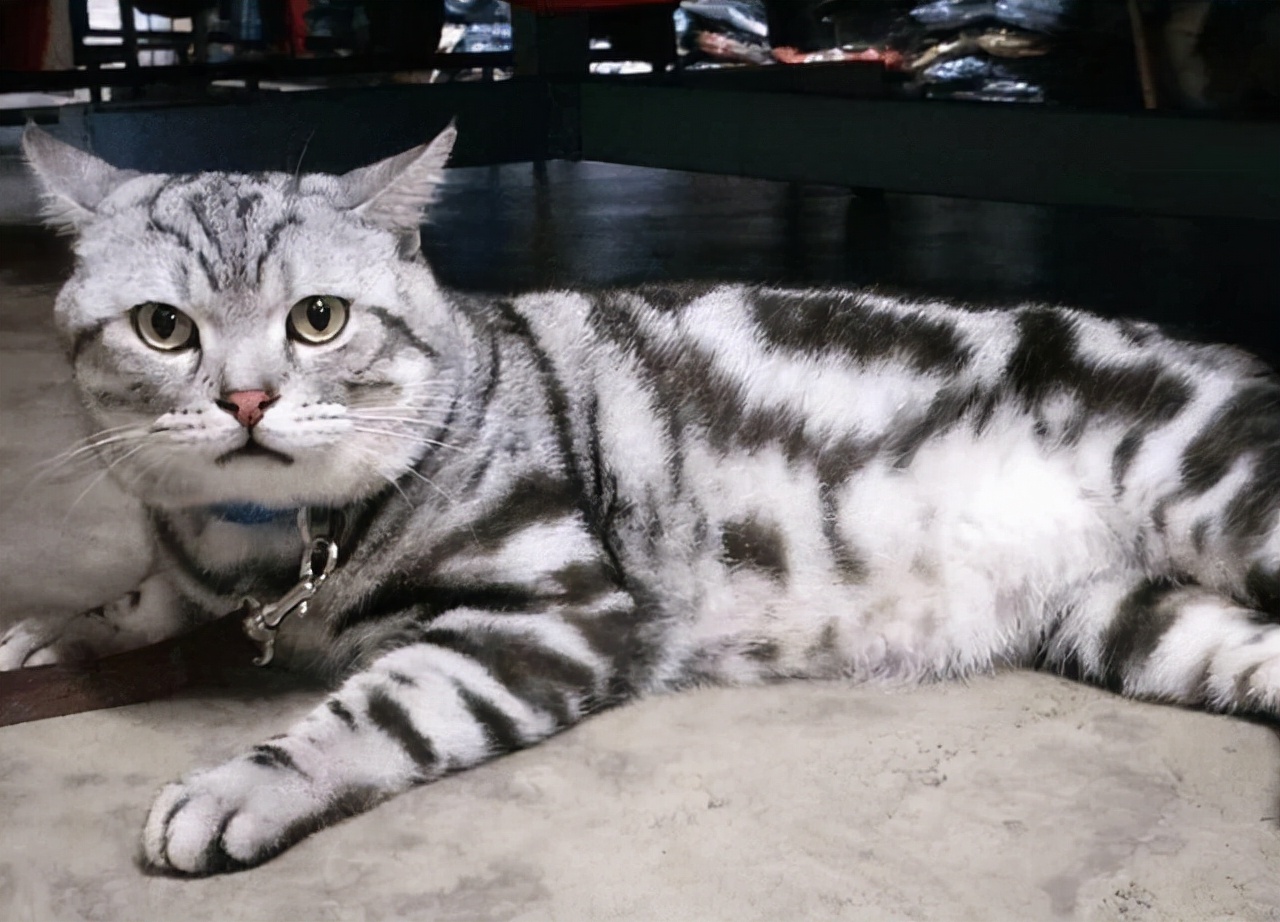 最乖的和最调皮的猫，没有对比就没有伤害，你家猫咪上榜了吗？