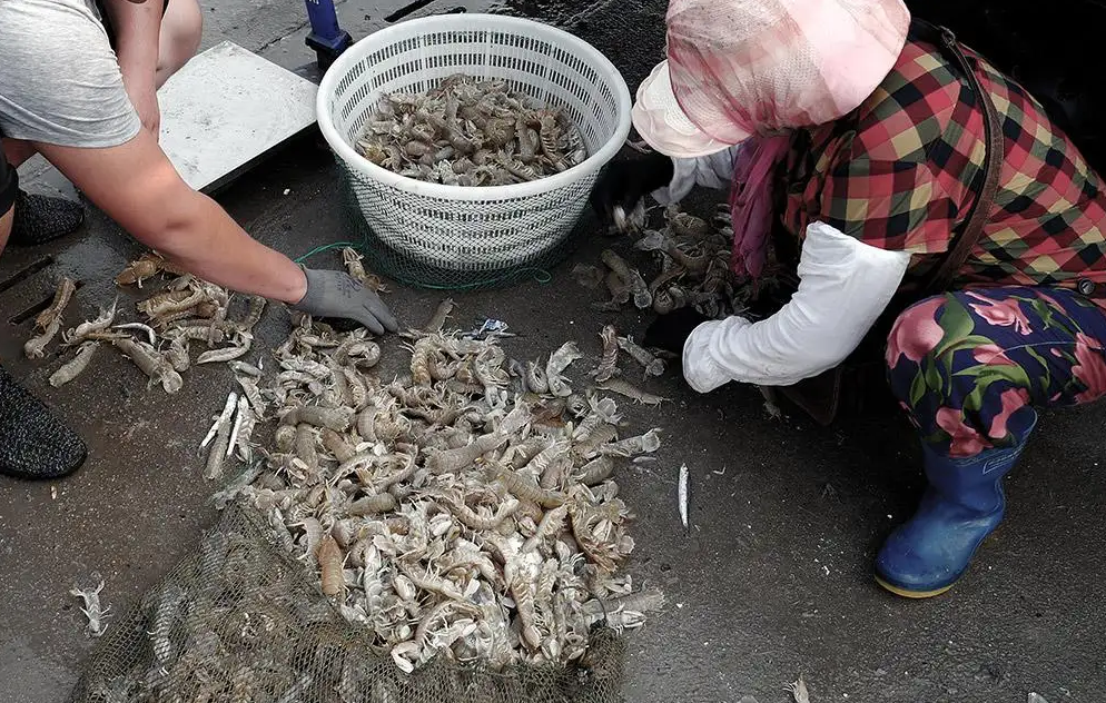 山东烟台发生异常现象，无数皮皮虾逃离大海，难道海底火山要喷发