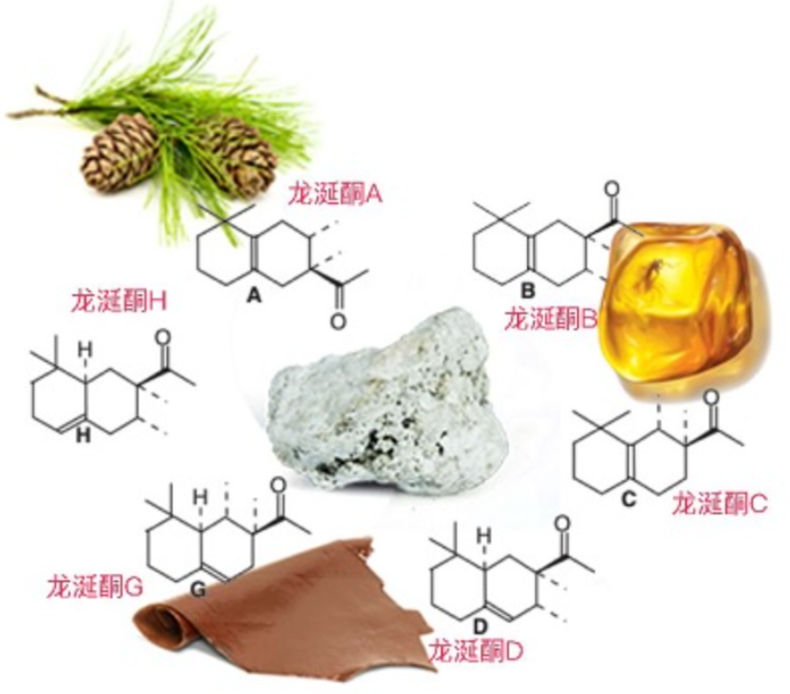 为何鲸鱼拉出来的龙涎香比黄金贵、香味浓郁，人工取出来却很臭？