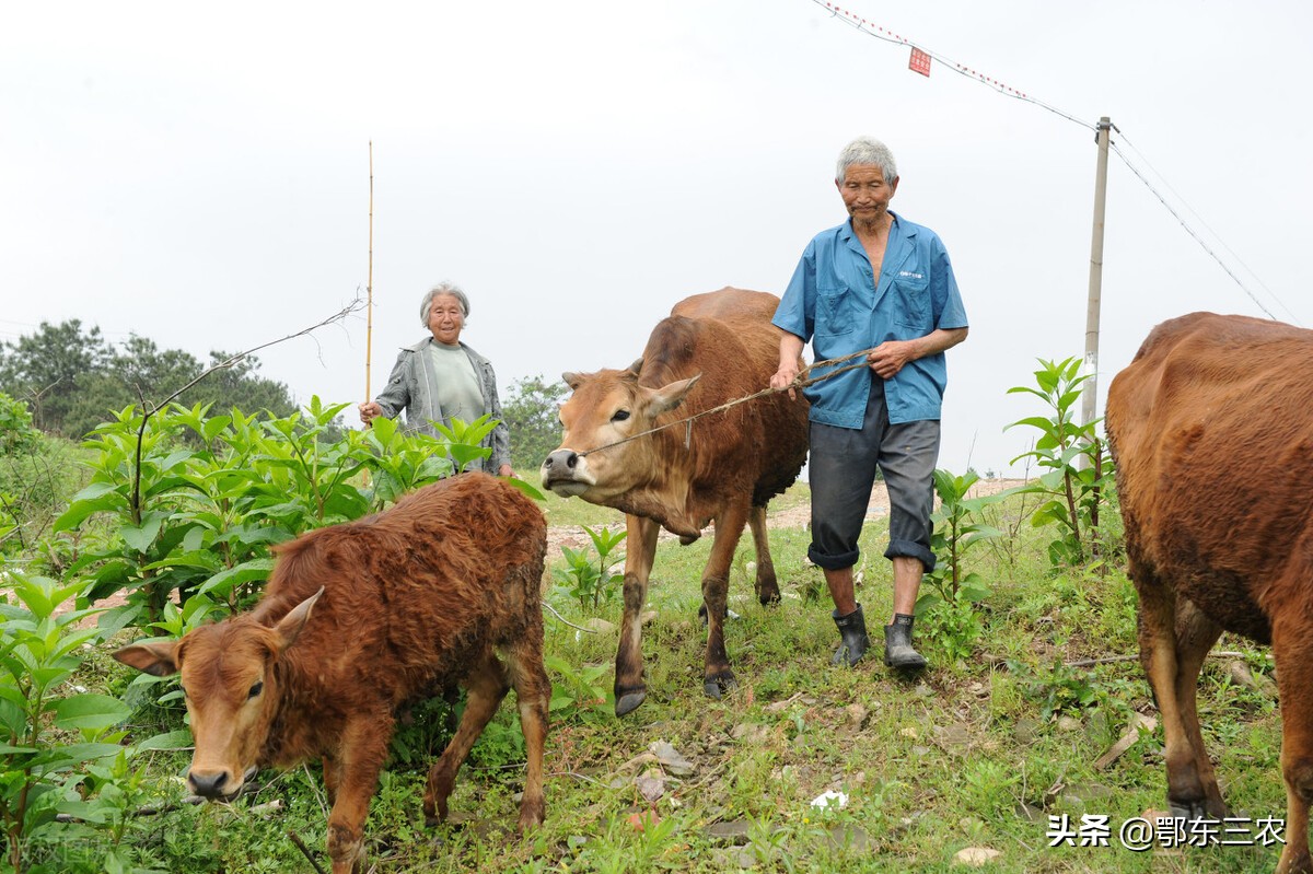 什麼牛賺錢啊(養哪種牛最賺錢致富) | 文案咖網_【朋友圈,抖音短視頻