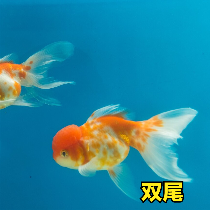 金鱼多数双尾(草种例外草金鱼金鱼是中小型观赏鱼,很少有超过20厘米