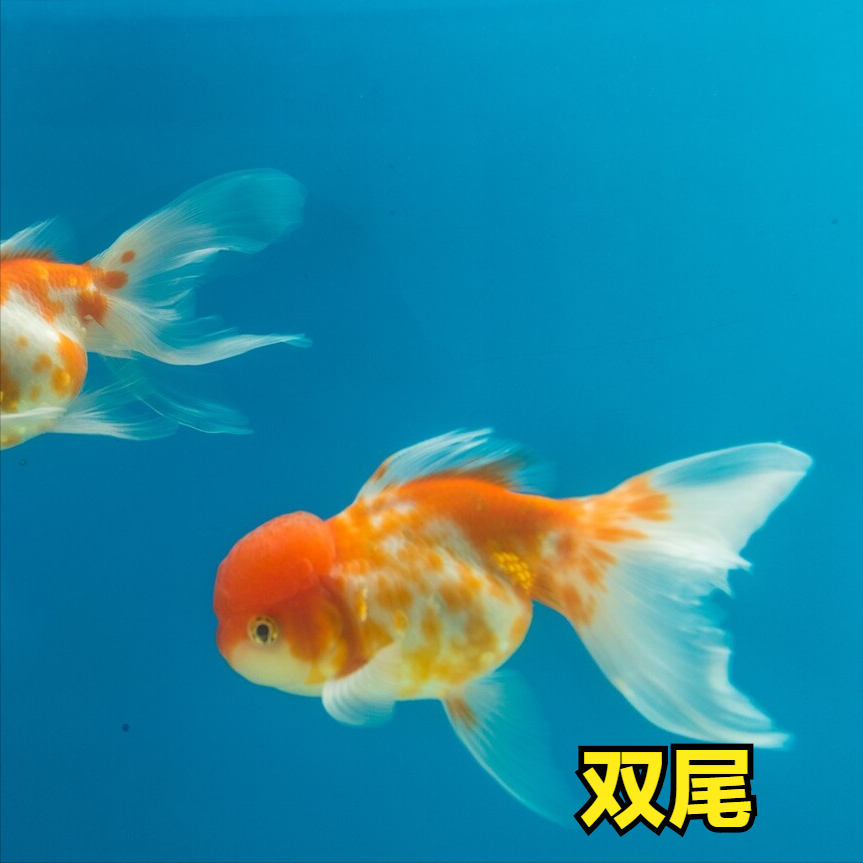 怎么區(qū)分錦鯉和草金魚？