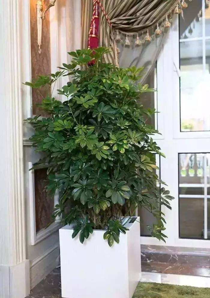 鲜花在屋里放，花旺人也旺！想要“旺人旺家”，养花首选这10种