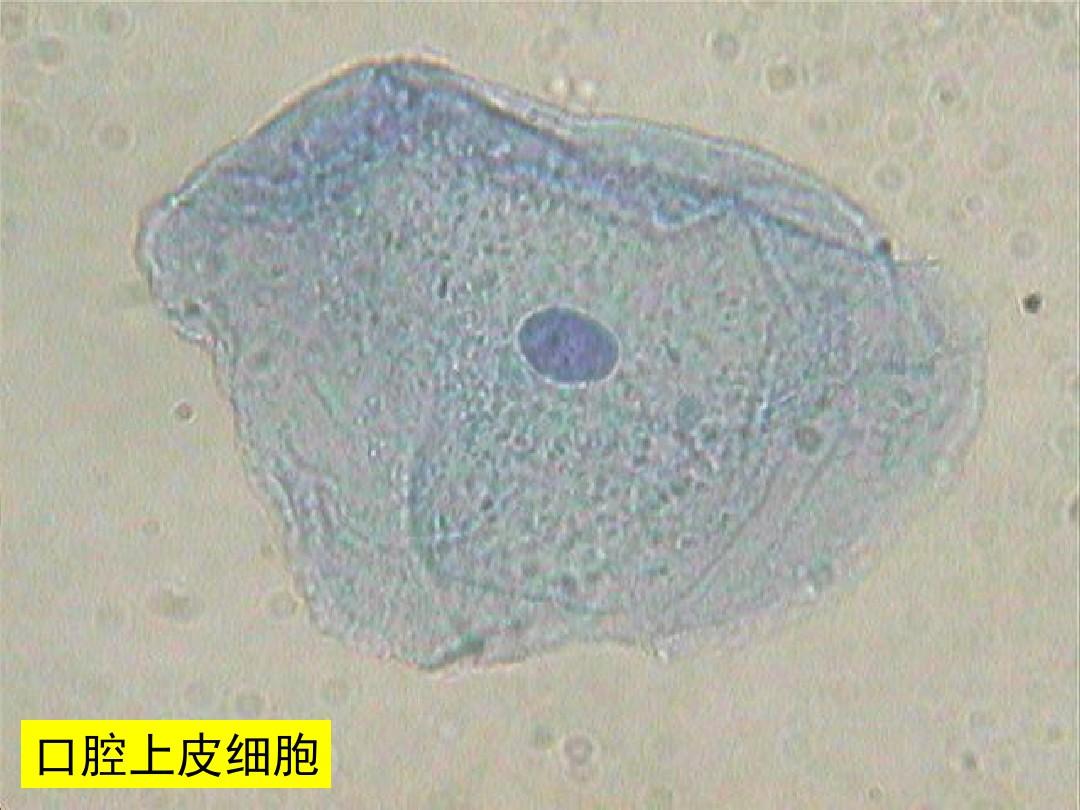 切成276段也能再生，“重生界巨头”的超强再生能力，引人羡慕