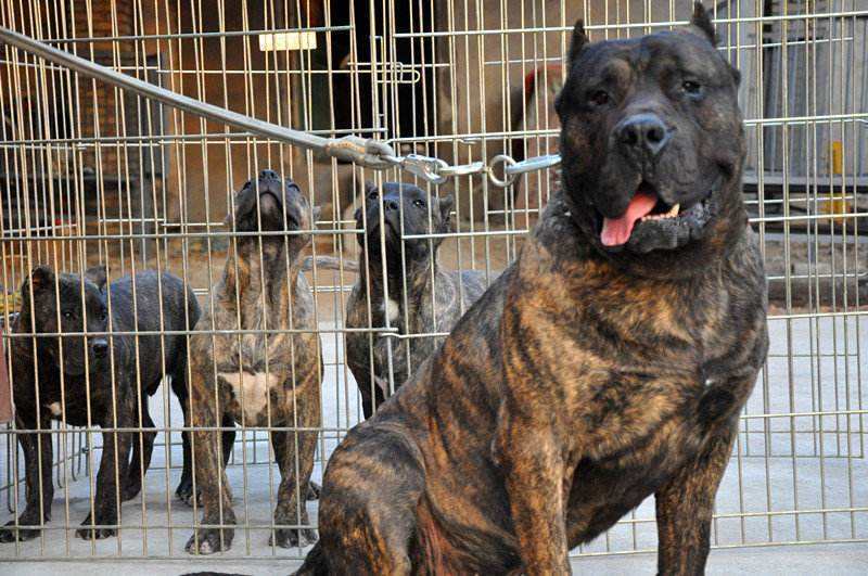 养了这几种狗-家里养哪种狗 - 114知识网