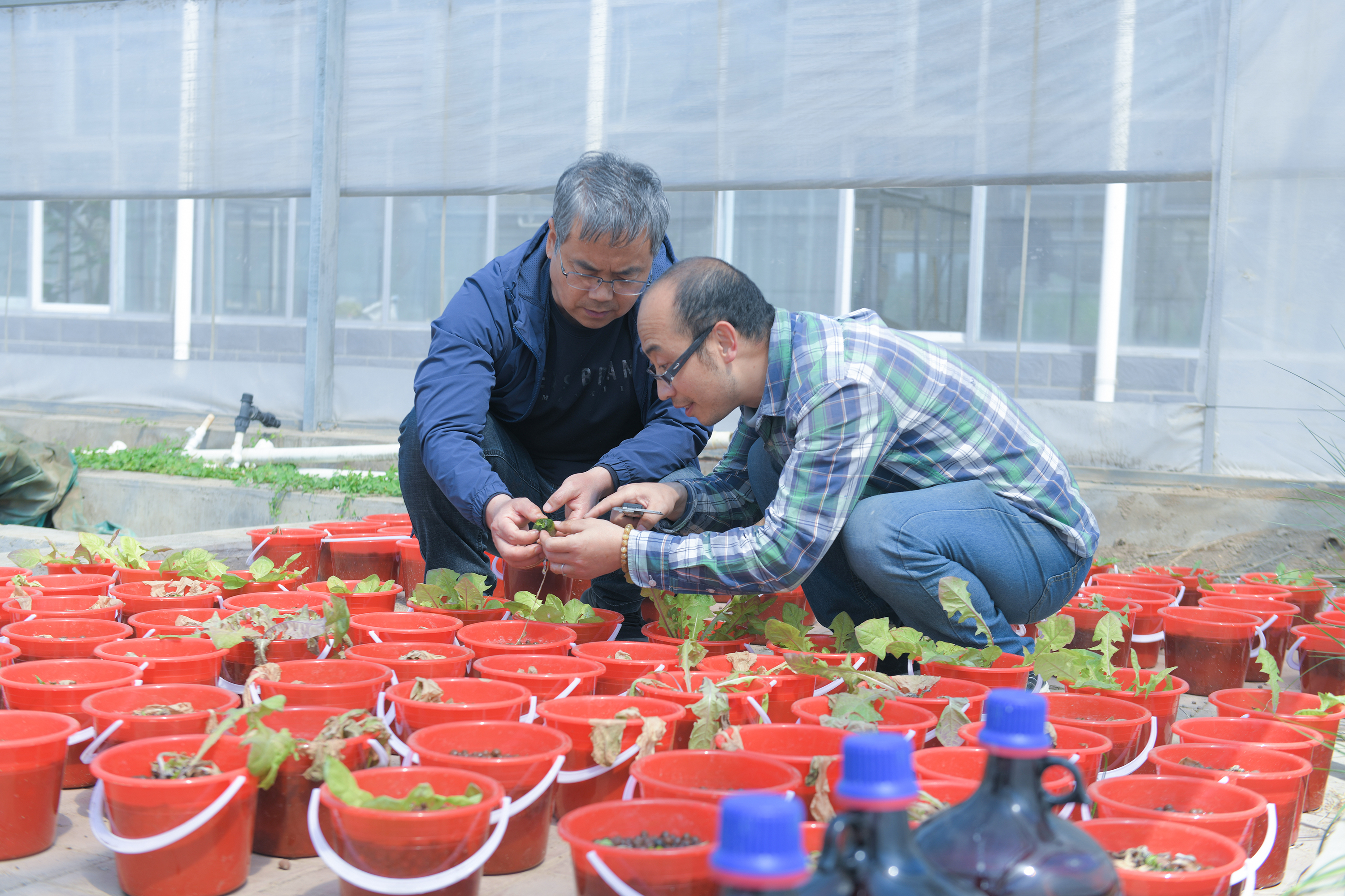 唐山曹妃甸：突破盐碱地改土降盐关键技术