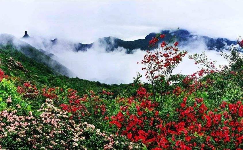 山青花欲燃，这个春天，醉倒在唯美的古诗词里