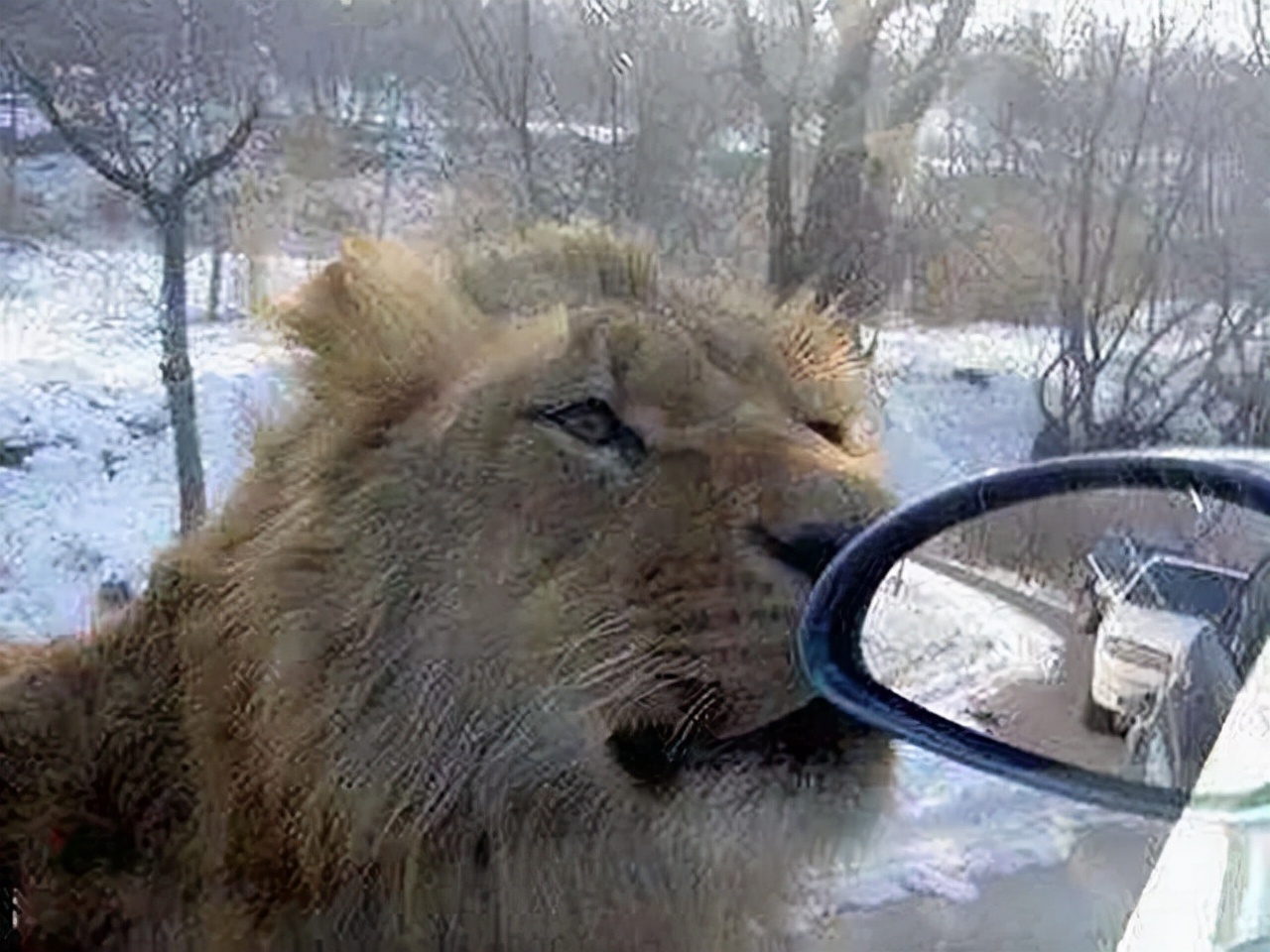 轰动一时的八达岭老虎咬人案：幸存者索赔百万失败，因毁容无工作