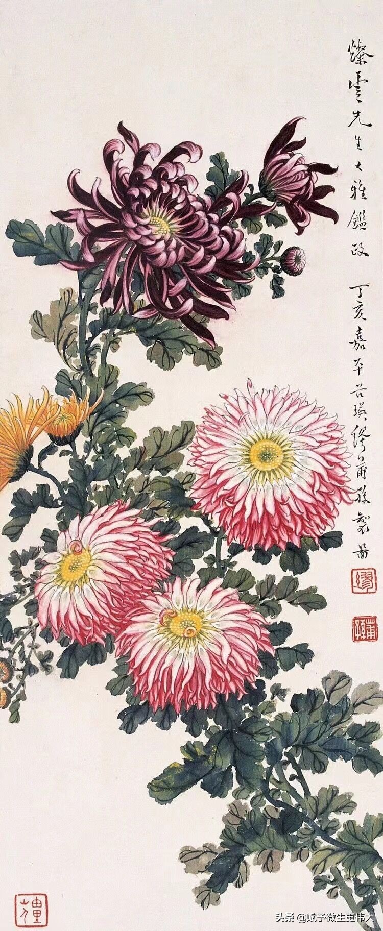 临九菊——故乡篱下菊 今日几花开