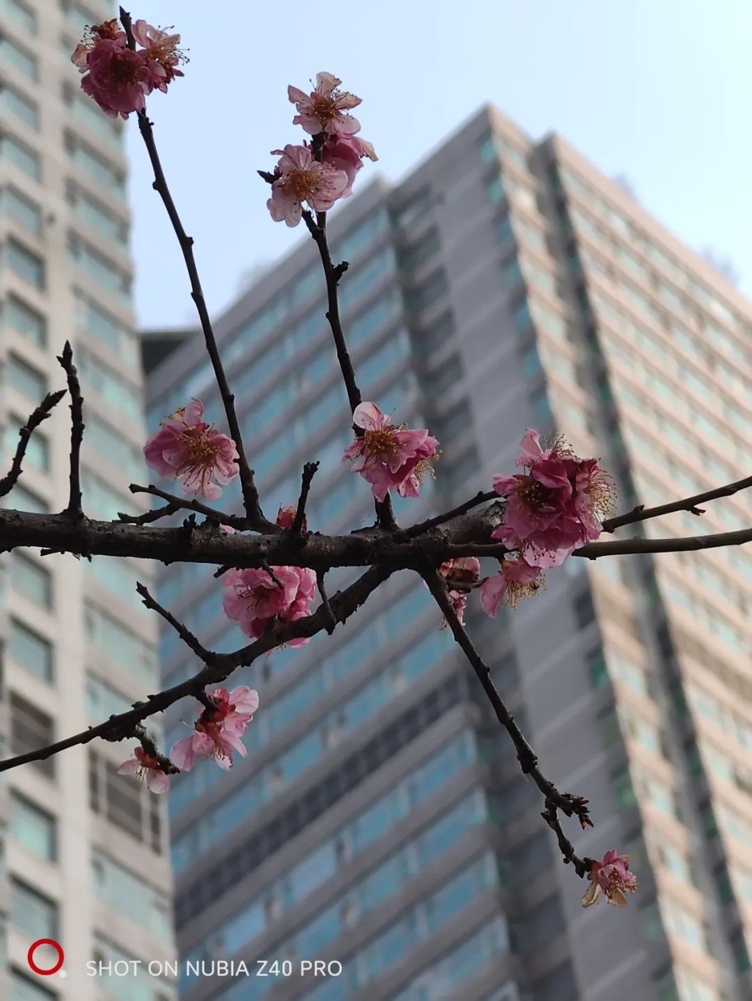 努比亚Z40 Pro测评：35mm主摄究竟有啥作用？