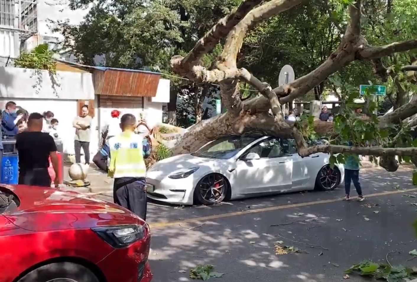 特斯拉玻璃车顶安全吗？江苏一Model 3被大树砸中车顶：司机无碍