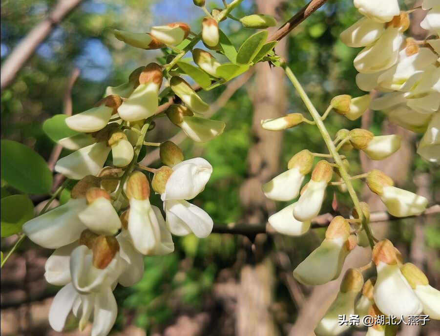 夏季摘野菜，送你61种野菜大图鉴，让你轻松认识各种野菜和吃法